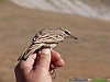 Campo Imperatore-photogallery-P140EA~1+.jpg